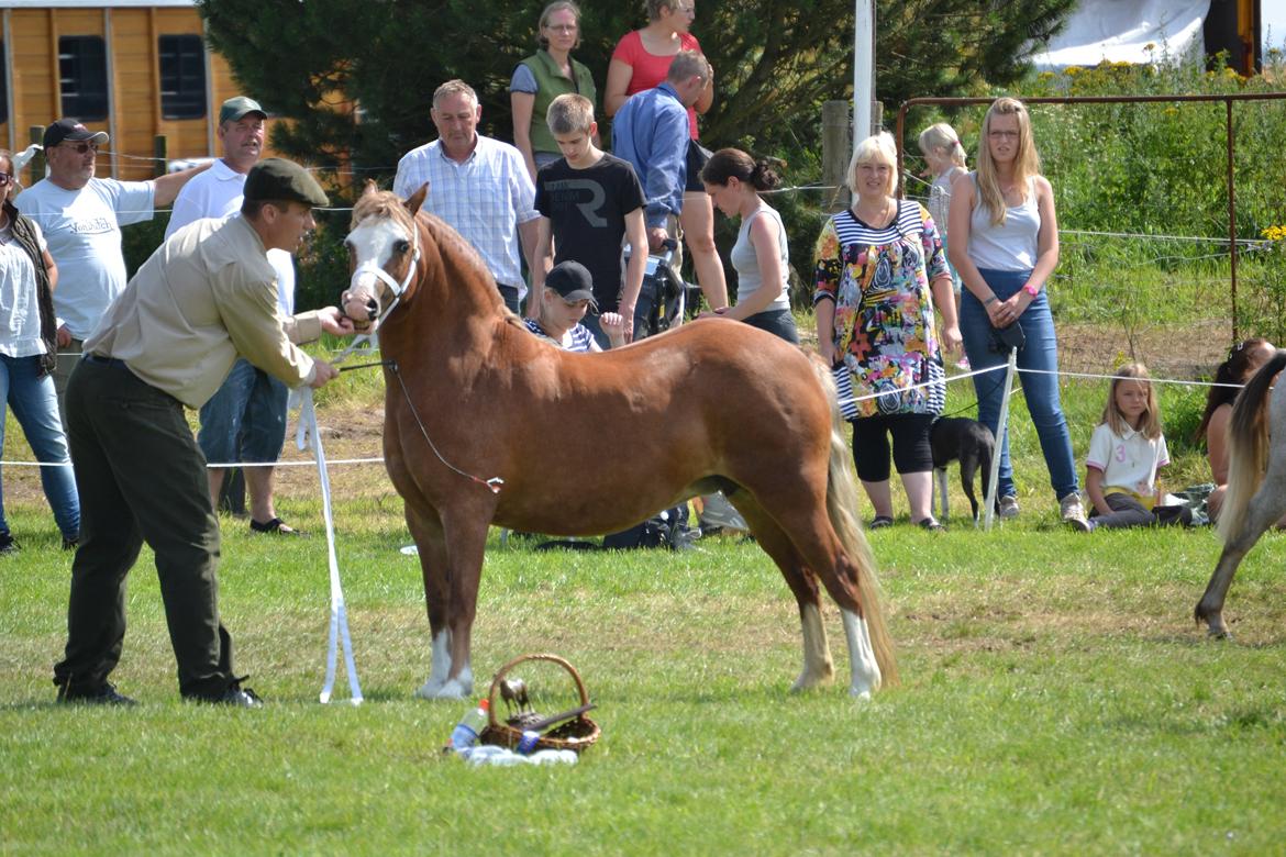 Welsh Mountain (sec A) Ceulan Romany - Foto. Zanne Jedig. stadig til show billede 16