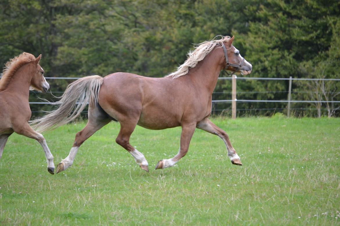Welsh Mountain (sec A) Ceulan Romany - Foto: Zanne Jedig. Det er fra sep =) billede 17