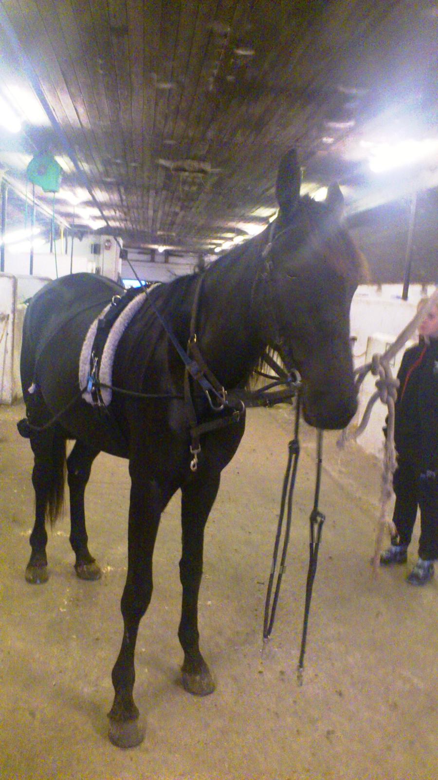 Traver Trendy Simoni ¤Leveret tilbage¤ - Klar til et longerings arbejde :) billede 12