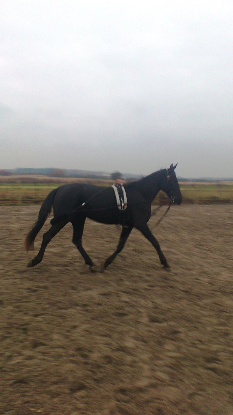 Traver Trendy Simoni ¤Leveret tilbage¤ - Verdens bedste Kosten <3 billede 14