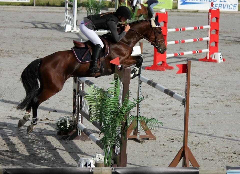 Irsk Sportspony Beauty Of Tricklebrook - Baltic Cup 2011 billede 1