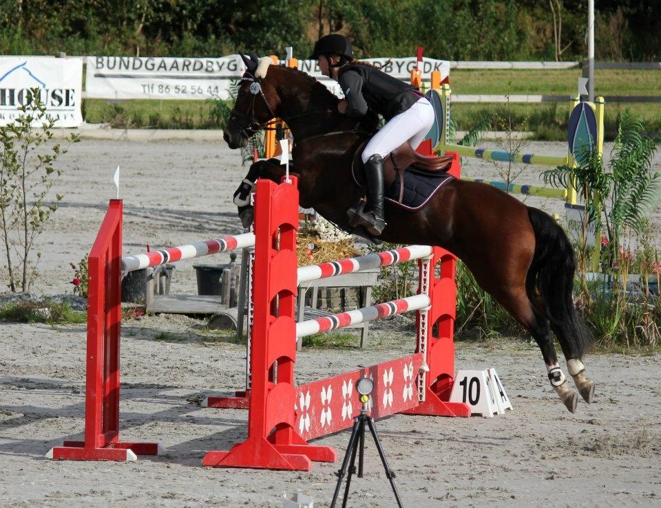 Irsk Sportspony Beauty Of Tricklebrook - Baltic Cup 2011 billede 2