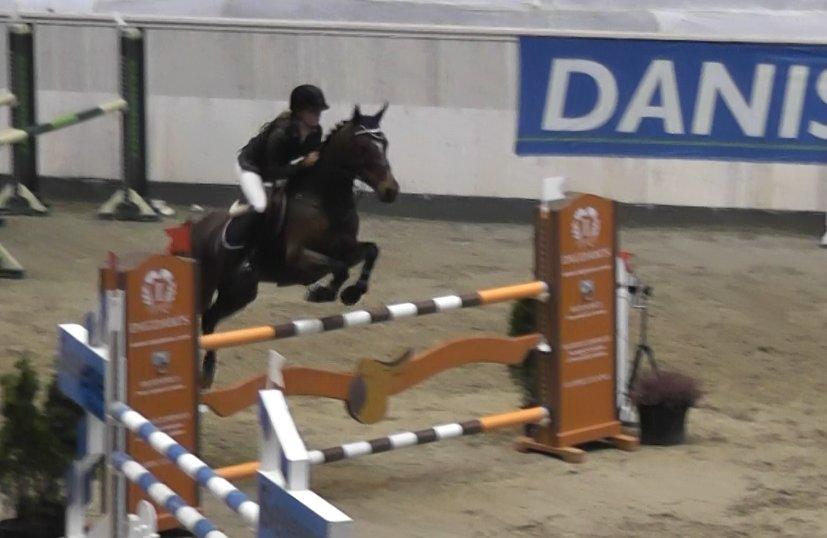 Irsk Sportspony Beauty Of Tricklebrook - Baltic Cup - første S <3 billede 6