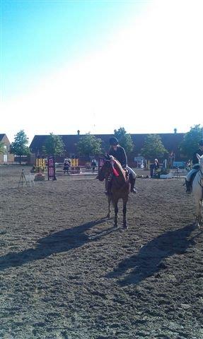 Irsk Sportspony Beauty Of Tricklebrook - Bubber vinder sin 5. klasse i træk <3 billede 7