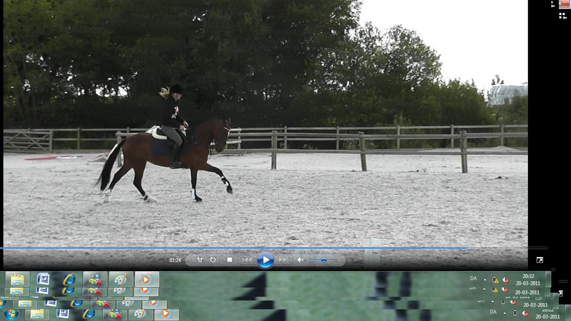 Irsk Sportspony Beauty Of Tricklebrook billede 9