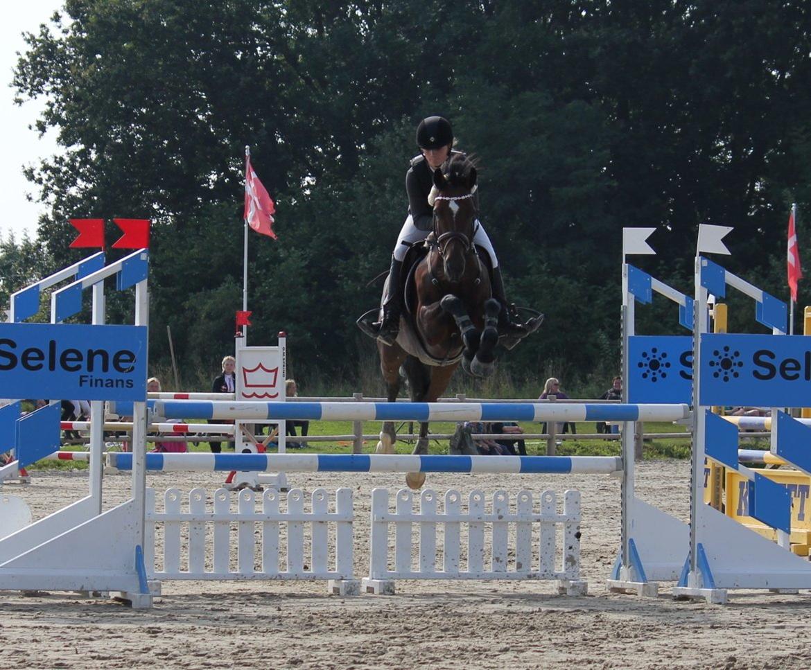 Irsk Sportspony Beauty Of Tricklebrook - DM'11 billede 11