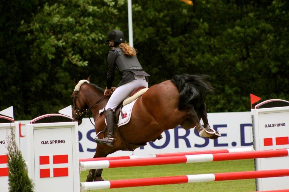 Irsk Sportspony Beauty Of Tricklebrook billede 13