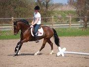 Irsk Sportspony Beauty Of Tricklebrook - Dressur <3 billede 17