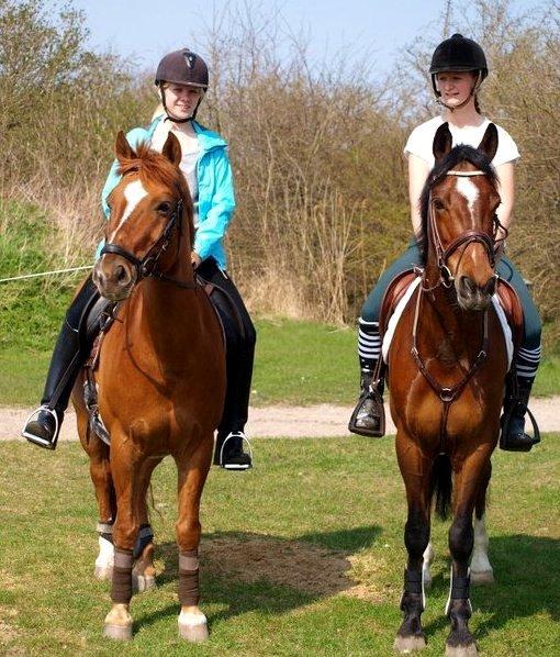 Irsk Sportspony Beauty Of Tricklebrook - Beauty og søppe billede 18