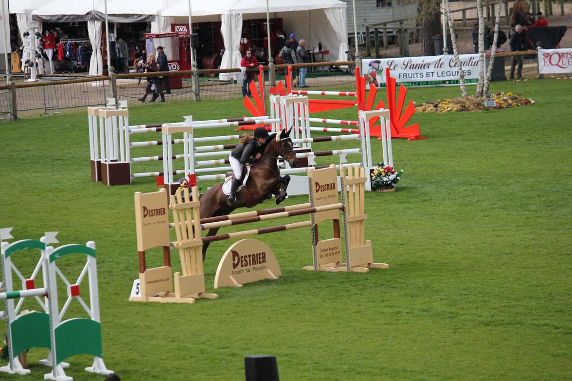 Irsk Sportspony Beauty Of Tricklebrook - France '12 <3<3 billede 19