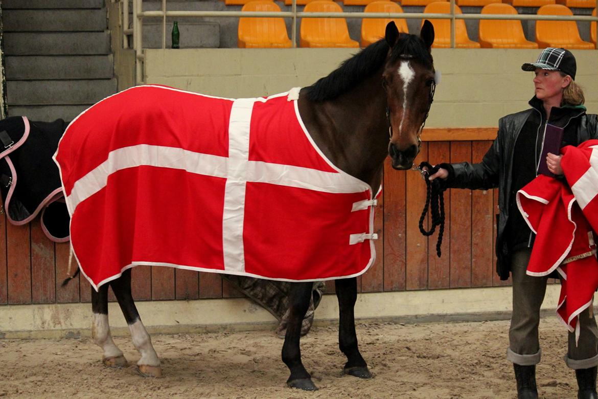 Irsk Sportspony Beauty Of Tricklebrook billede 20