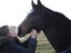 New Forest Equile's Maurita
