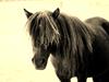 Shetlænder Morticia <3 (tidligere Trunte) [Tidl. hest]