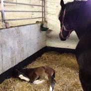 Welsh Cob (sec D) Donwell Aros