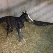 Welsh Cob (sec D) Donwell Aros