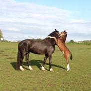 Welsh Cob (sec D) Donwell Aros