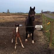Welsh Cob (sec D) Donwell Aros