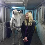 Shagya Araber (SH) Butterhills Khandiz