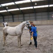 Shagya Araber (SH) Butterhills Khandiz