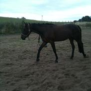 Anden særlig race Mickey Rex