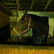 Anden særlig race Mickey Rex