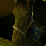 Anden særlig race Mickey Rex