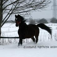 Dansk Varmblod Diamond Agencys Sauvingnon