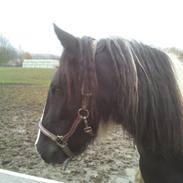 Irish Cob Fighter