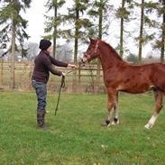 Welsh Cob (sec D) Pennal Lucky Brynle