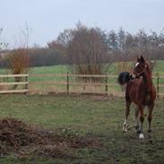 Welsh Cob (sec D) Pennal Lucky Brynle