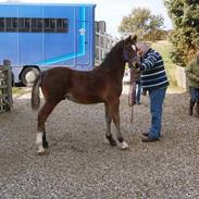 Welsh Cob (sec D) Pennal Lucky Brynle