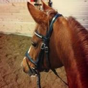 Hollandsk Sportspony Naomi R.I.P