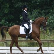 Hollandsk Sportspony Naomi R.I.P