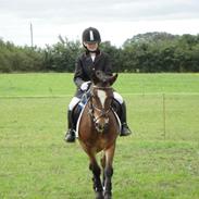 Anden særlig race Rimfaxe Bandit