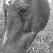 New Forest Skovgårdens Ivanhoe