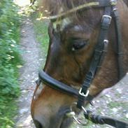 New Forest Skovgårdens Ivanhoe