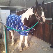 Irish Cob Fighter