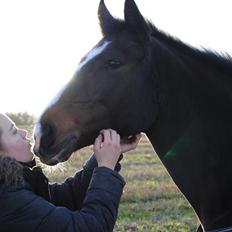 New Forest Equile's Maurita