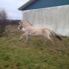 Fjordhest  Skovstedlunds Lotte SOLGT