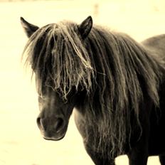 Shetlænder Morticia <3 (tidligere Trunte)