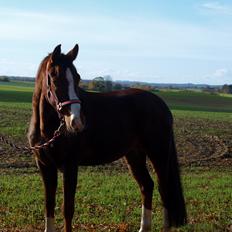 Dansk Varmblod Knudsmarks Rubin