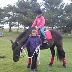 Anden særlig race lindholms black solgt