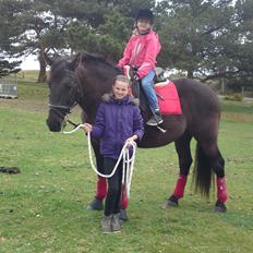 Anden særlig race lindholms black solgt