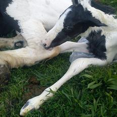 Irish Cob Crossbreed Silas