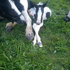 Irish Cob Crossbreed Silas