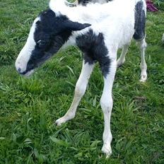 Irish Cob Crossbreed Silas