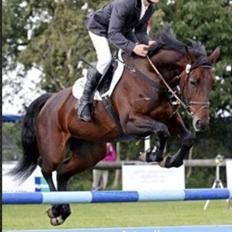 Dansk Varmblod Katagina skovgaard