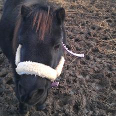 Shetlænder Nana