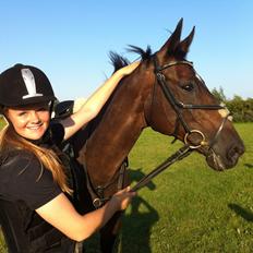 Dansk Varmblod Egges Vendetta