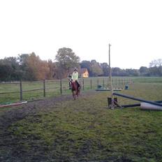 Anden særlig race maybe baby (låne pony)